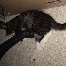 Norsk Skovkat CH. Fylla( kaldes April)