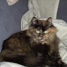 Blanding af racer Juni