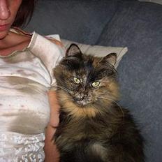 Blanding af racer Juni