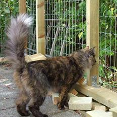 Blanding af racer Juni