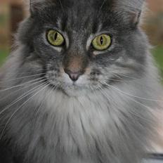 Maine Coon Bailey KASTRAT R.I.P.