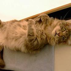 Maine Coon Bailey KASTRAT R.I.P.