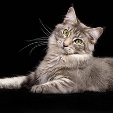 Maine Coon Bailey KASTRAT R.I.P.