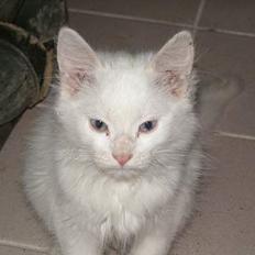 Blanding af racer Tarzan <3 DØD :´( Græder