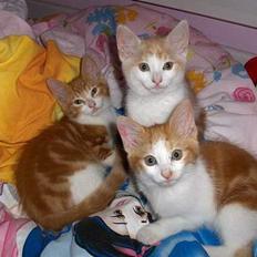 Blanding af racer Mitzi