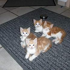 Blanding af racer Yeesha