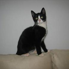 Blanding af racer Sira <3 Død.. :´(