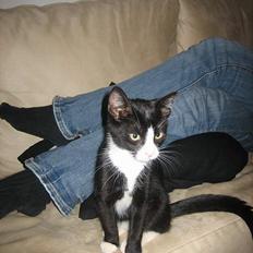 Blanding af racer Sira <3 Død.. :´(