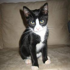 Blanding af racer Sira <3 Død.. :´(