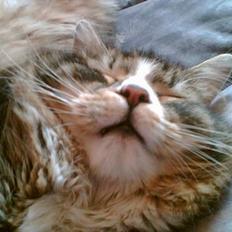 Maine Coon birger