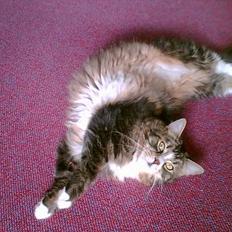 Maine Coon birger