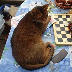 Abyssinier Anton