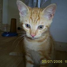 Blanding af racer Kenzo