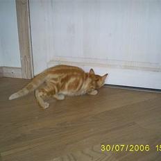 Blanding af racer Kenzo