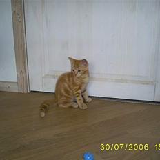 Blanding af racer Kenzo