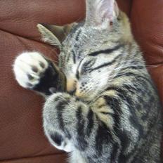 Blanding af racer Neo <3 Død.. :´(