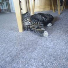 Blanding af racer Neo <3 Død.. :´(