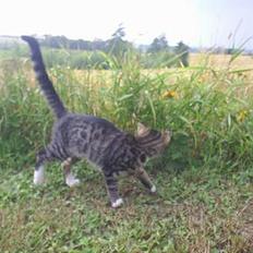 Blanding af racer Neo <3 Død.. :´(