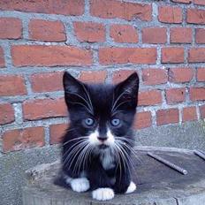 Blanding af racer Snuske