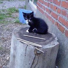 Blanding af racer Snuske