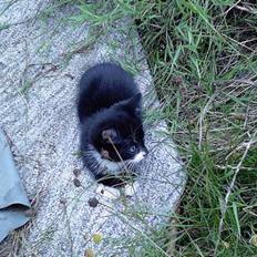 Blanding af racer Snuske