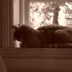 Huskat Hanibal ( Død )