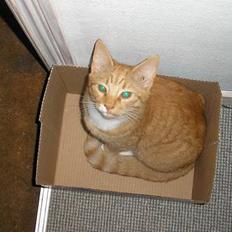 Huskat Hanibal ( Død )