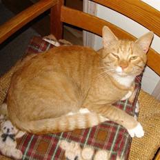 Huskat Hanibal ( Død )