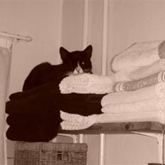 Huskat Fedtmule/Fede