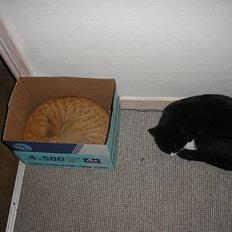 Huskat Fedtmule/Fede