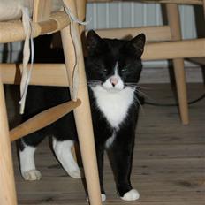 Huskat Fedtmule/Fede