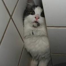 Blanding af racer Galatea