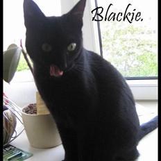 Blanding af racer Blackie