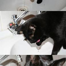 Blanding af racer Blackie