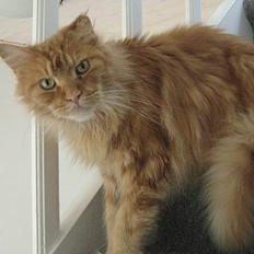 Maine Coon Diablo