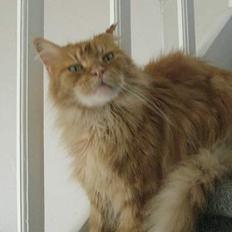 Maine Coon Diablo