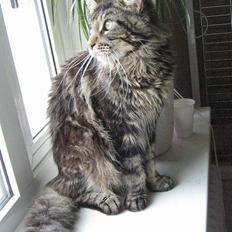Maine Coon Futte