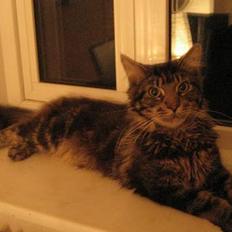 Maine Coon Futte
