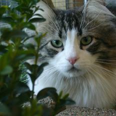 Norsk Skovkat Walther