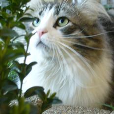 Norsk Skovkat Walther