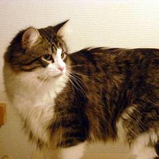 Norsk Skovkat Walther