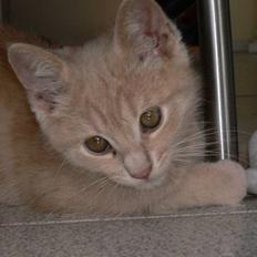 Blanding af racer Fluffy