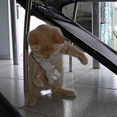 Blanding af racer Fluffy