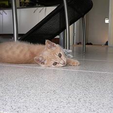 Blanding af racer Fluffy