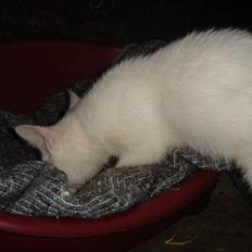 Huskat Snedronningen "Elmis"