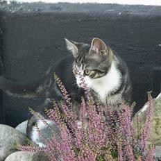 Huskat Frk. Smilla "Nuggi"