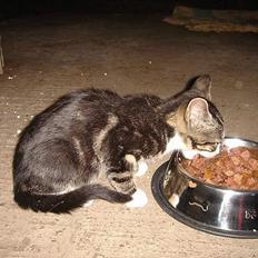 Huskat Frk. Smilla "Nuggi"