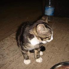 Huskat Frk. Smilla "Nuggi"