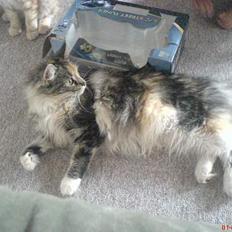 Maine Coon Fister er flyttet