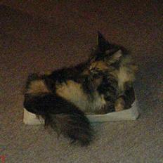 Maine Coon Fister er flyttet